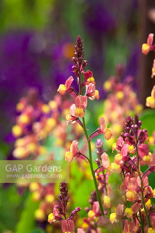 Linaria maroccana 'Licilia Peach'. Annual toadflax, Moroccan toadflax