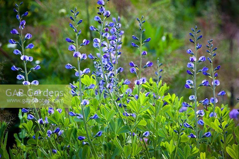 Baptisia Australis 'False Indigo'