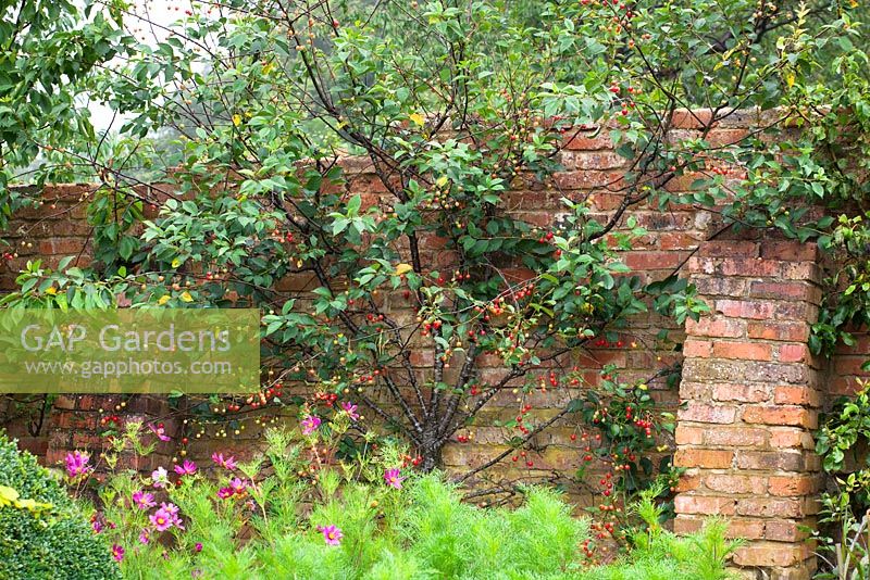 Prunus cerasus 'Morello' AGM. Morello cherry fan trained against a brick wall
