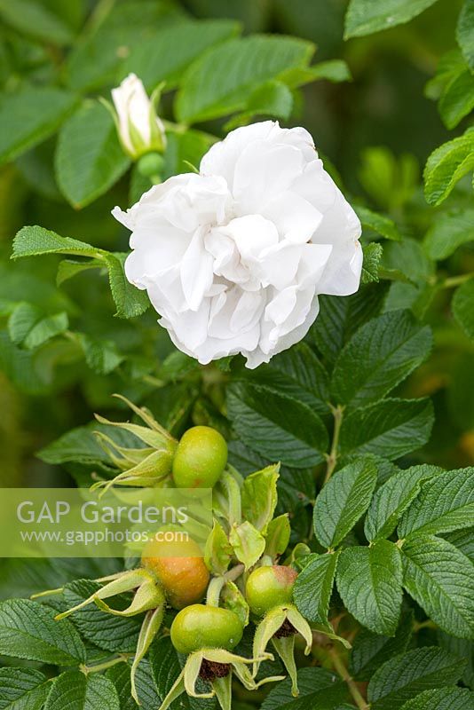 Rosa 'Blanche Double de Coubert' syn. Rosa rugosa 'Blanc Double de Coubert'