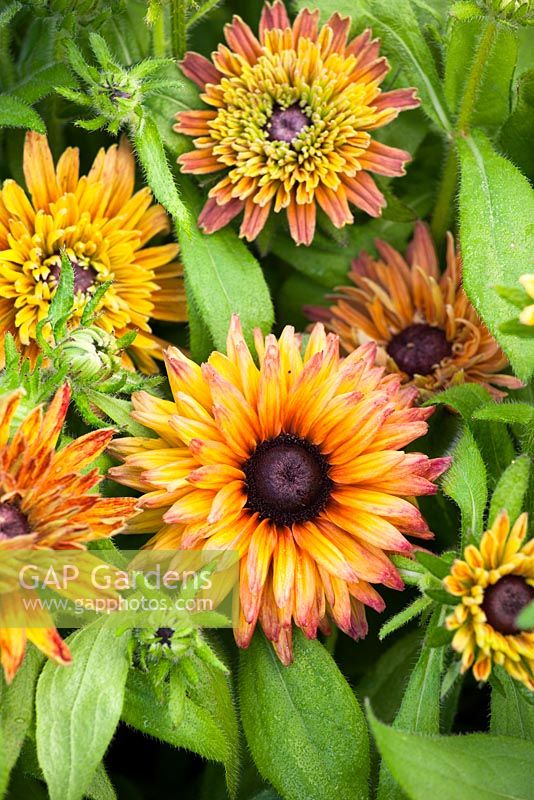 Rudbeckia Hirta 'Sahara'