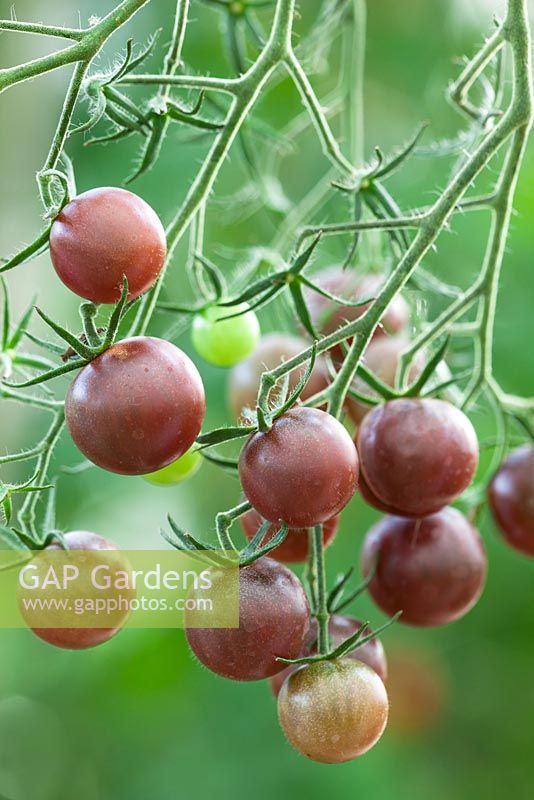 Tomato 'Chocolate Cherry'