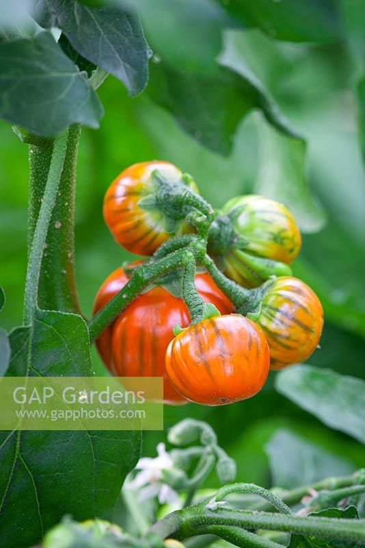 Aubergine 'Turkish Orange'. Eggplant