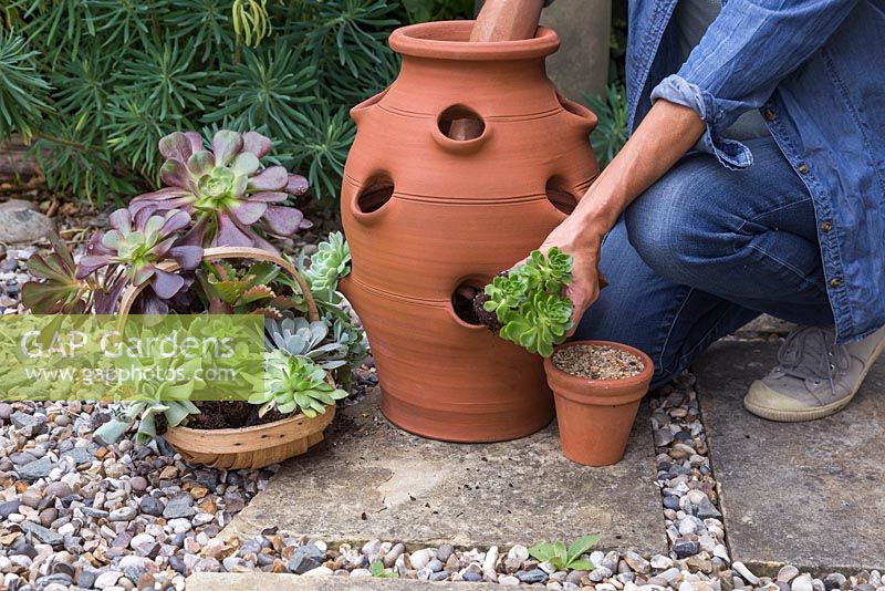 Step by step - Place the Succulents inside the planter