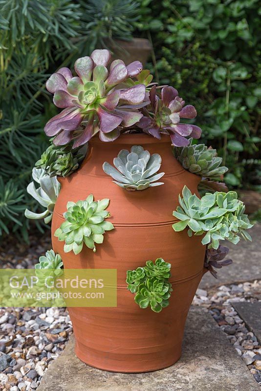 A large terracotta Strawberry planter used to display a variety of Succulents
