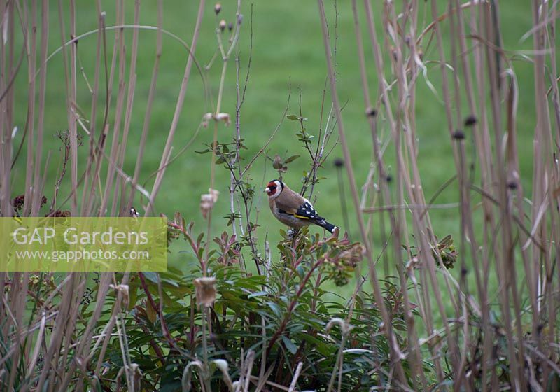 Goldfinch - Carduelis carduelis in garden border with grasses and Euphobia in February. 