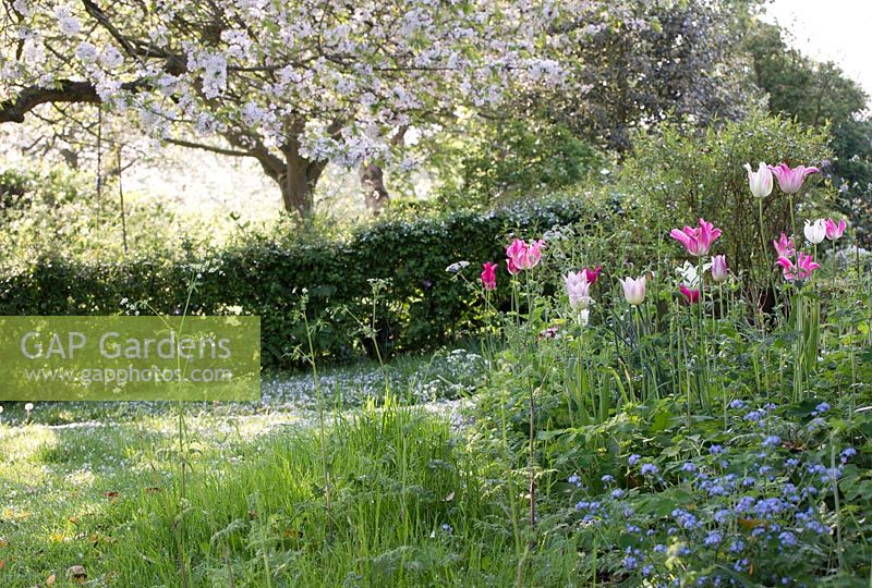 Tulip border with Tulipa 'Elegant Lady', 'Florosa' and 'Sapporo' and Myosotis - Forget-me-nots, Prunus - cherry blossom in the morning light at Gowan Cottage in May
