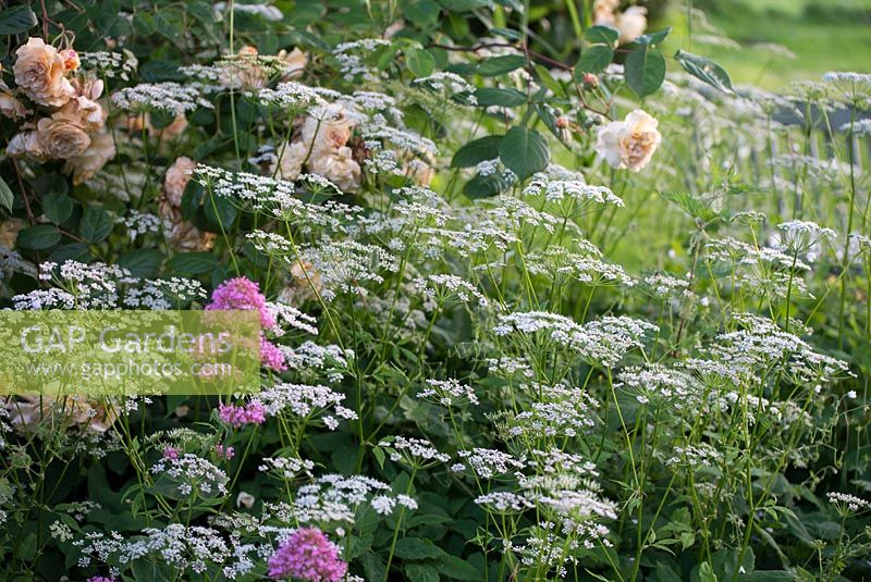 Aegopodium podagraria - ground elder with Rosa 'Buff Beauty' Shrub Rose and Centranthus ruber - Red Valerian in June