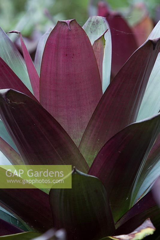 Alcantarea imperialis, 'Silver Plum',  detail showing its large strappy dark purple leaves.