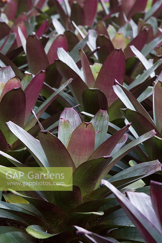 Alcantarea imperialis rubra, a mass planting in a garden showing its large strappy grey green leaves blushed with purple.