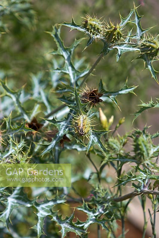 Argemone ochroleuca, Mexican Poppy, bi-coloured grey green and white spiky leaves and green uripe and brown open seed capsules covered in spines.