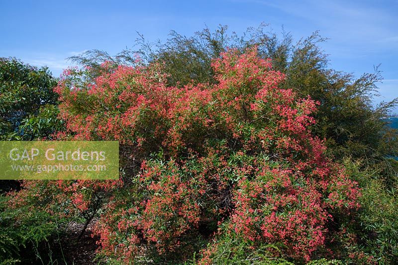 Ceratopetalum gummiferum 'Albery's Red', NSW Christmas bush, small tree with small red flowers.