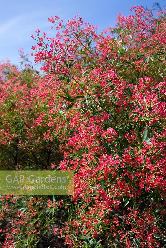 Ceratopetalum gummiferum 'Albery's Red', NSW Christmas bush, small tree with small red flowers.