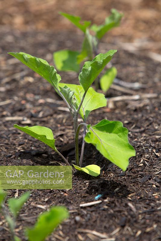 Solanum melongena 'Supreme', eggplant seedlings growing in a vegetable garden.