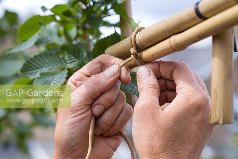 Secure the garden canes of the common Hornbeam Espaliers together with heavy duty garden wire