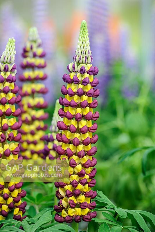 Lupinus 'Manhattan Lights'