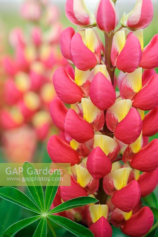 Lupinus 'Tequila Flame'