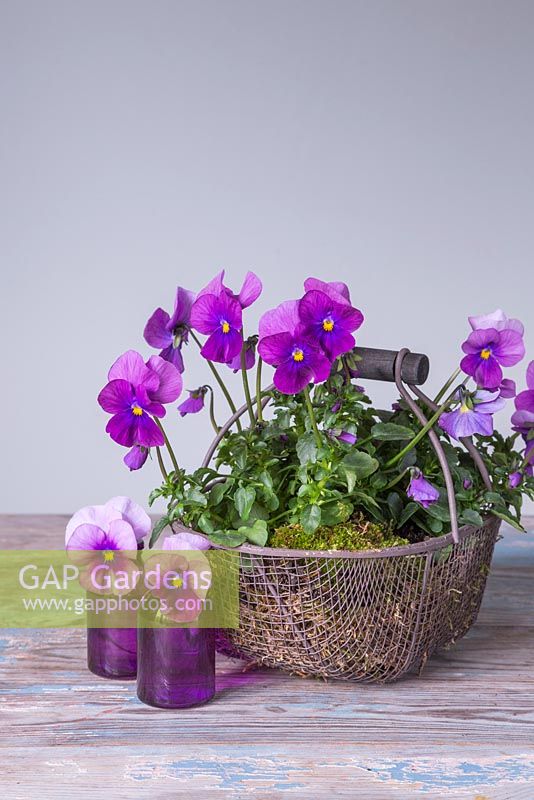 Wire basket of Violas planted in moss and also in purple glass vases