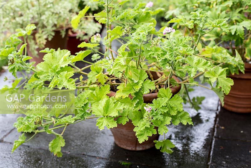 Pelargonium 'Attar of Roses'