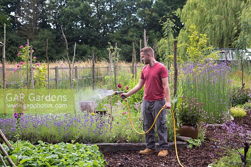 A man using a garden hose to water a row of Lavender