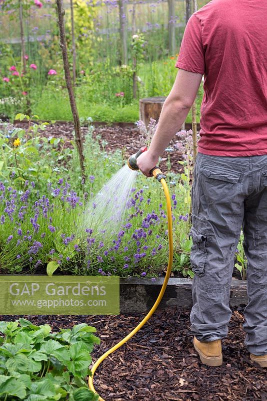 A man using a garden hose to water a row of Lavender