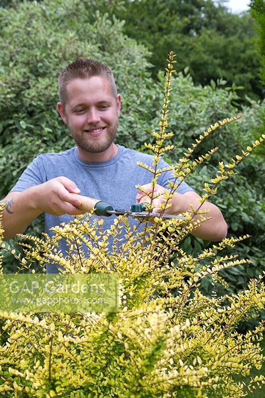 A man using shears to cut back Lonicera nitida