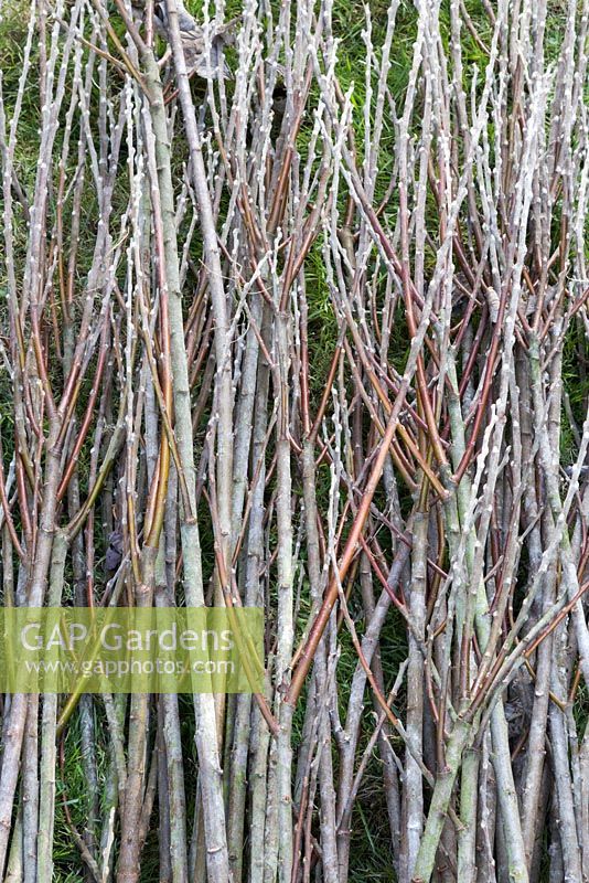 A bundle of Scarlet Willow - Salix alba var. vitellina 'Britzensis'