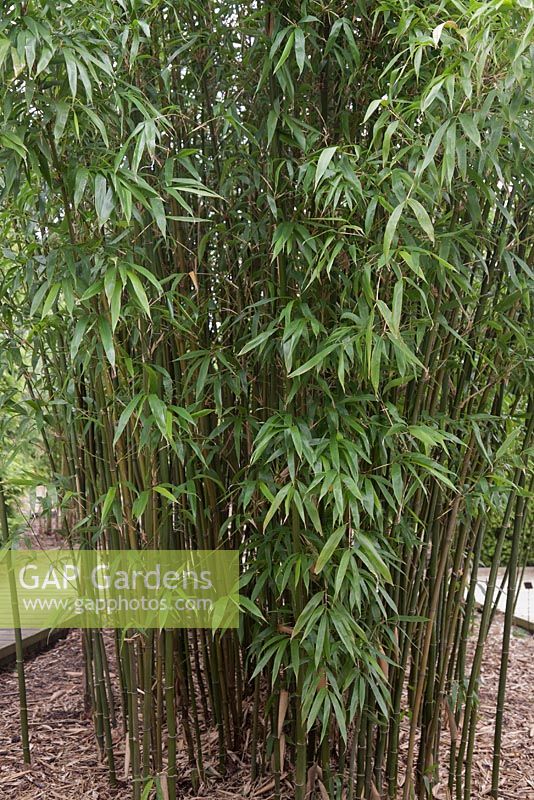 Semiarundinaria fastuosa - Narihira bamboo - May