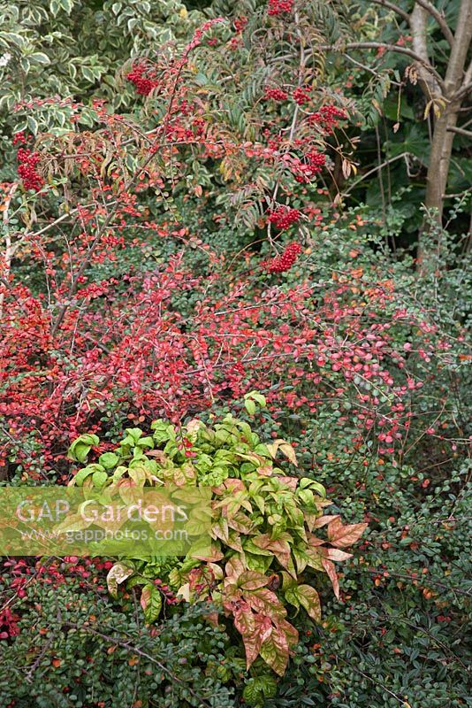 Cotoneaster horizontalis, Nandina domestica 'Firepower' and Sorbus - November