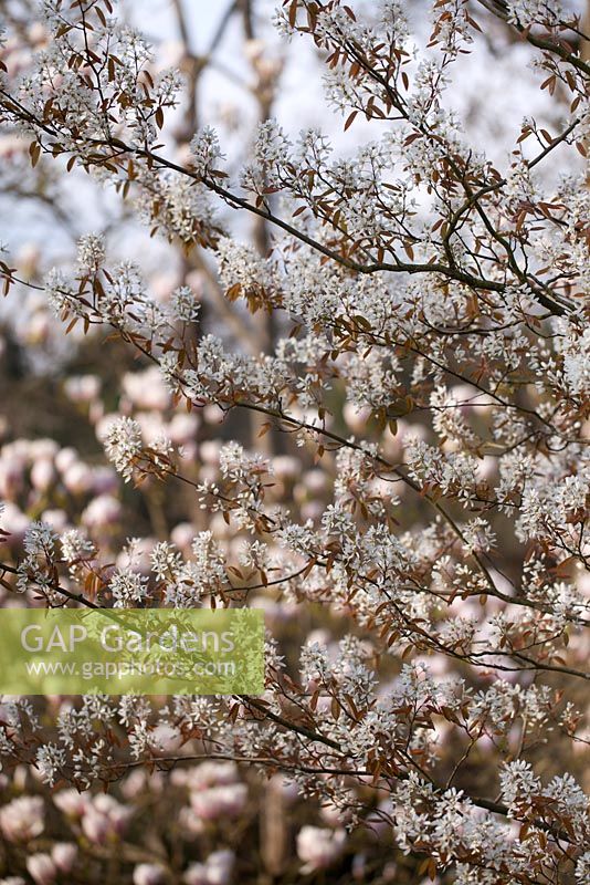 Amelanchier lamarckii - European Serviceberry - April