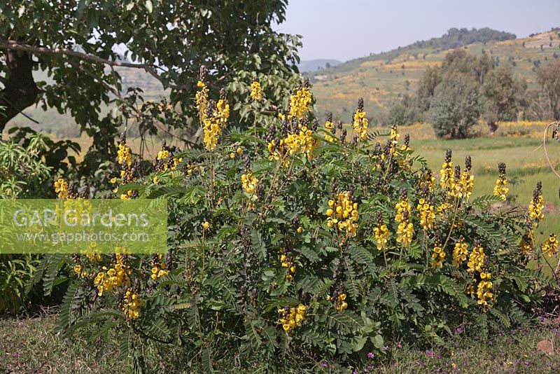 Senna didymobotrya - Popcorn Cassia - Ethiopia