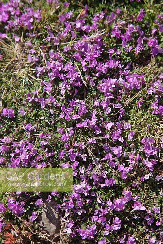 Trifolium acaule - Stemless Clover