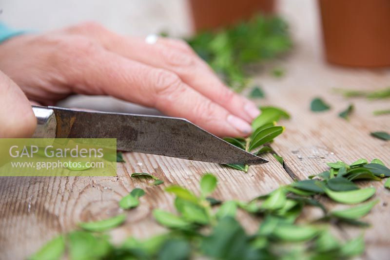 Remove 1cm of the stem from the bottom of the Buxus cutting