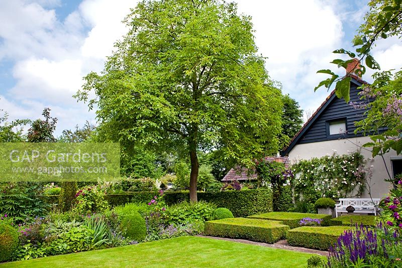 The Formal Garden, with knot garden made of Buxus. Herbaceous borders. Mature walnut tree. Sarina Meijer garden
