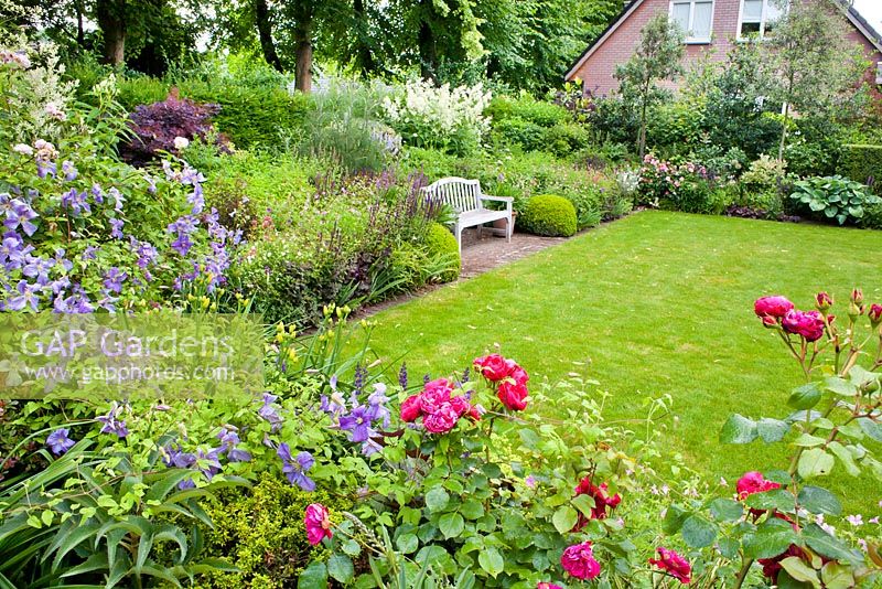 Summer borders surrounding lawn area with wooden bench. Clematis 'Emilia Plater', Rosa 'Cornelia' and Rosa 'Red Leonardo da Vinci'. Sarina meijer garden