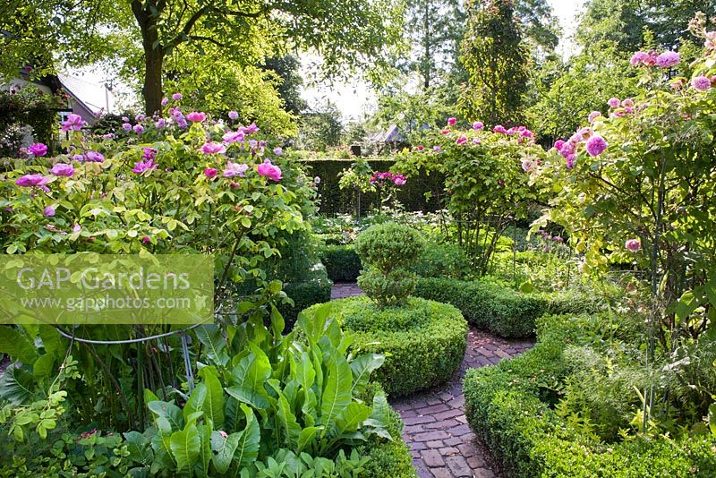 Rose garden with Sbox parterre. 'Rosa gallica 'Officinalis'' Rose., Rosa gallica 'President de Seze'. Sarina Meijer garden