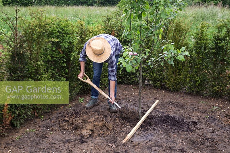 Filling in Malus domestica 'Egremont Russet' with soil