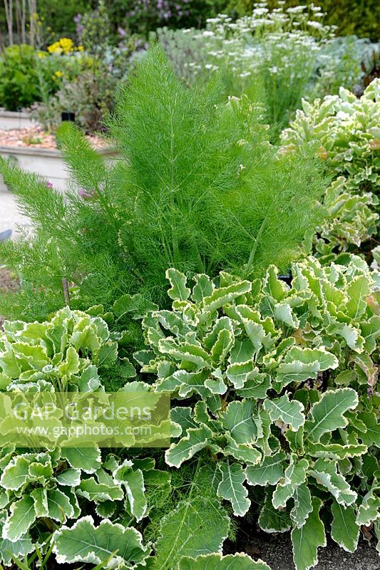 Brassica oleracea var. acephala - Daubenton's Perennial Kale with Fennel background
