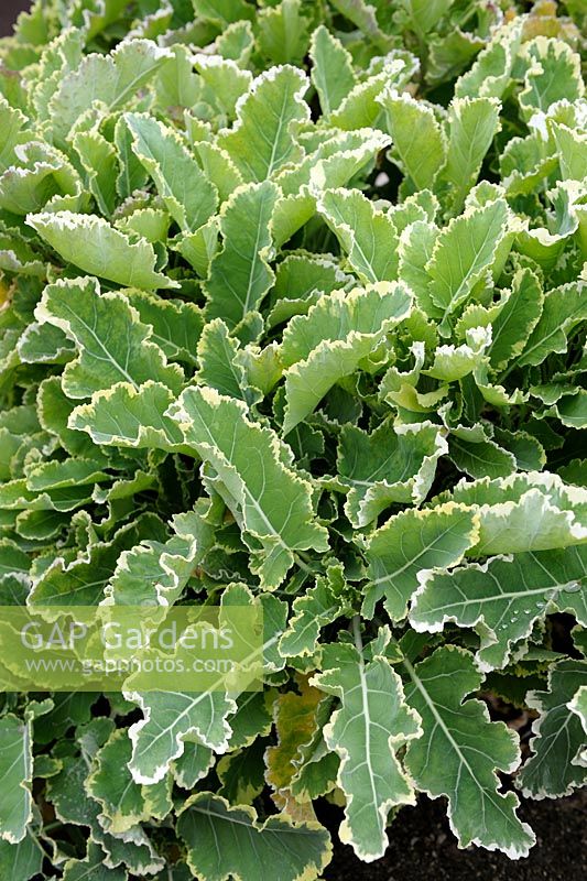 Brassica oleracea var. acephala - Daubenton's Perennial Kale