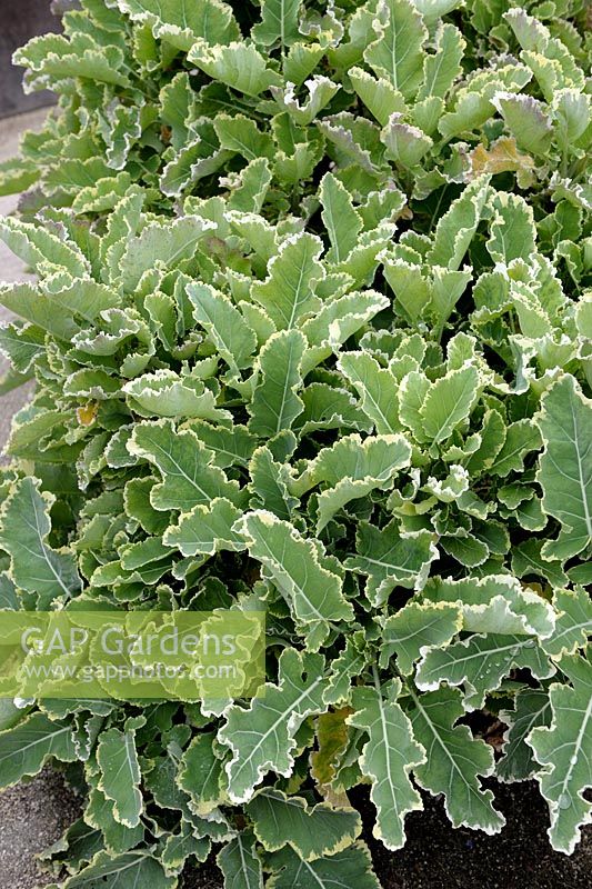 Brassica oleracea var. acephala - Daubenton's Perennial Kale