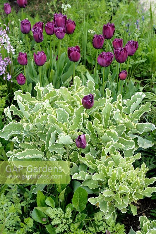 Brassica oleracea var. acephala - Daubenton's Perennial Kale with Tulips