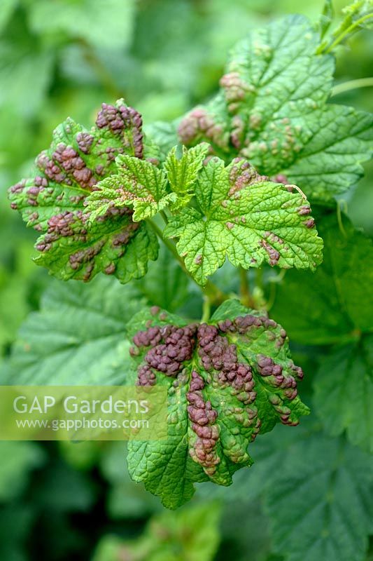 Cryptomyzus ribis - Redcurrant blister aphid causing distortion to the leaves