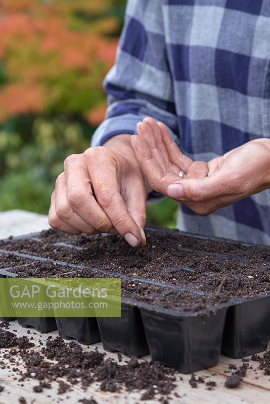 Sowing Myosotis 'Victoria Azure Blue' seeds into modules