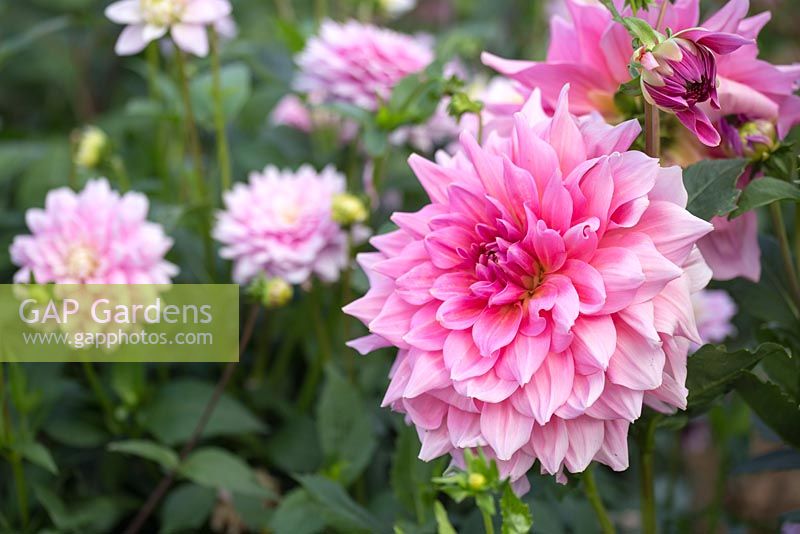 Dahlia 'Otto's Thrill'