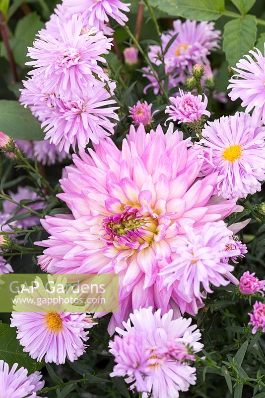 Dahlia 'Karma Amanda' with Aster novi-belgii 'Fellowship'