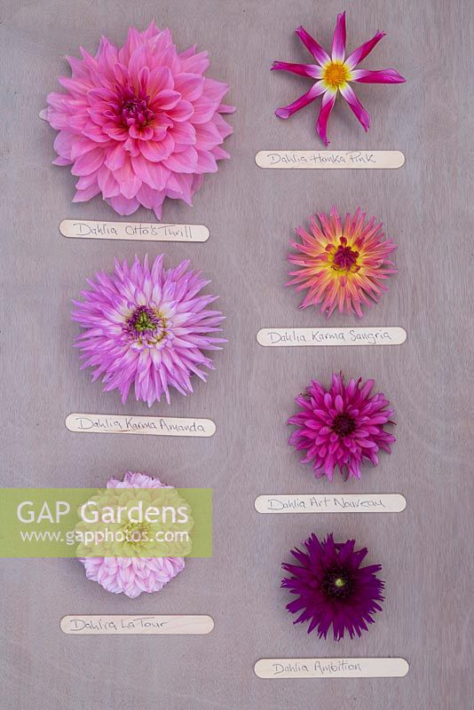 Mixture of pink toned Dahlias on wooden surface with lolly stick labels. Left to right - Dahlia 'Otto's Thrill', Dahlia 'Honka Pink', Dahlia 'Karma Amanda', Dahlia 'Karma Sangria', Dahlia 'La Tour', Dahlia 'Art Nouveau' and Dahlia 'Ambition'