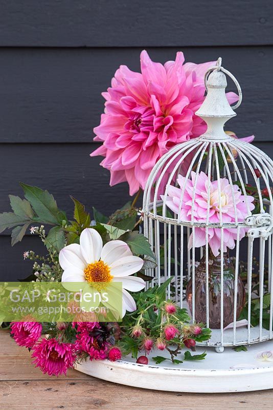 Still life arrangement featuring a bird cage and pink toned Dahlias. Dahlia 'Otto's Thrill', Dahlia 'La Tour' and Dahlia 'HS Princess'