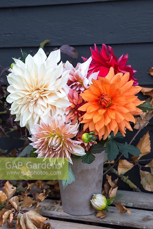 Orange toned Dahlia display in metal jug. Featuring Dahlia 'Cafe au Lait', Dahlia 'Frost Nip' and 'Dahlia Mrs Eileen'