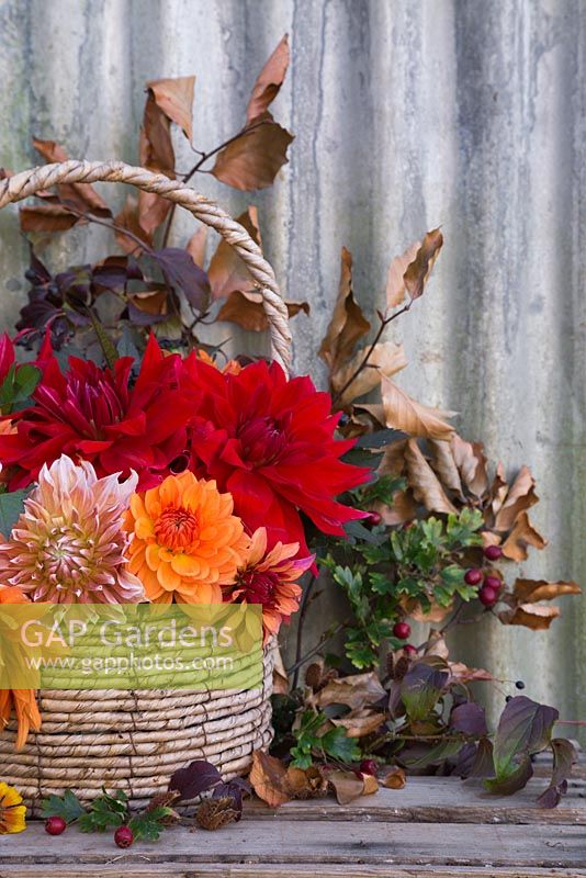 Orange and red toned Dahlia display in woven basket. Featuring Dahlia 'Frost Nip', Dahlia 'Ariko Zsaza', Dahlia 'Babylon Red' and Dahlia 'Art Deco'