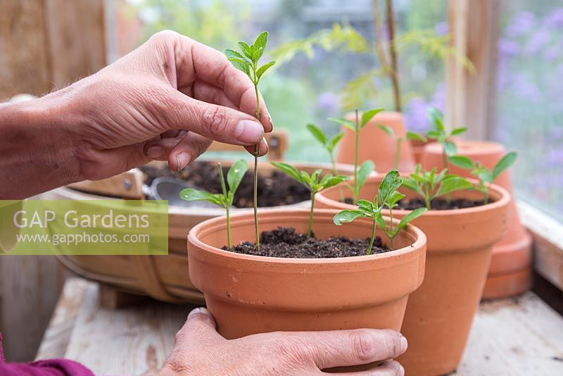 Plant the Salvia cuttings in terracotta pots ensuring they are spaced equally apart with enough room to grow